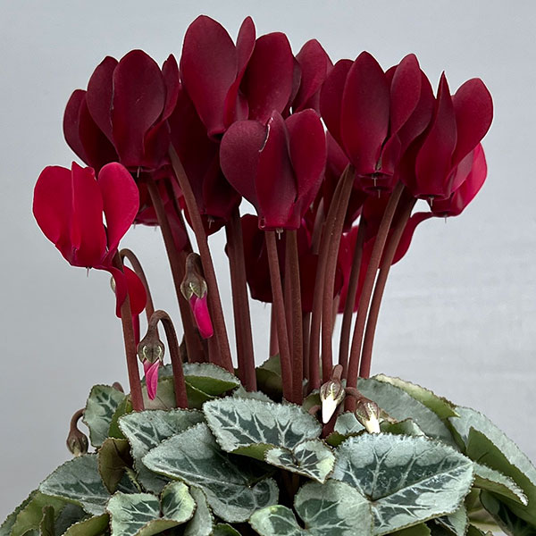 シクラメン：タキシード　ディープマゼンタ3号ポット（北海道産充実株）