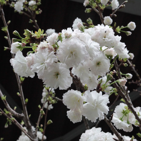 桜：白妙（シロタエ）4号ポット