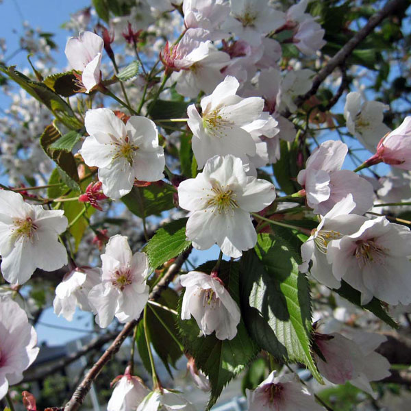 桜：染井吉野（ソメイヨシノ）4号ポット