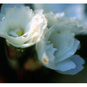 桜：大阪冬桜(オオサカフユザクラ)4号ポット