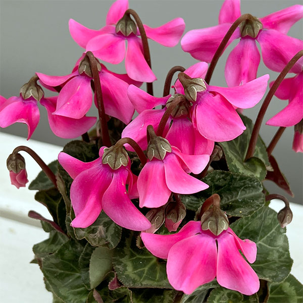 シクラメン：ペチコート　ピンク3号ポット（北海道産充実株）