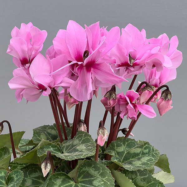 シクラメン：プティムーラン　ピンク3号ポット（北海道産充実株）