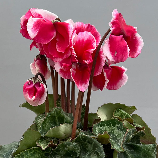 シクラメン：アバニコ（レッド）3号ポット（北海道産充実株）