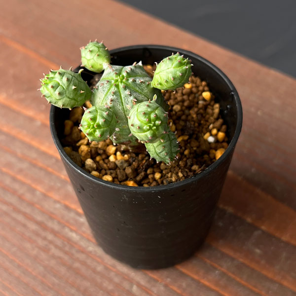 ユーフォルビア：オベサ ブロウ 2.5号鉢植え