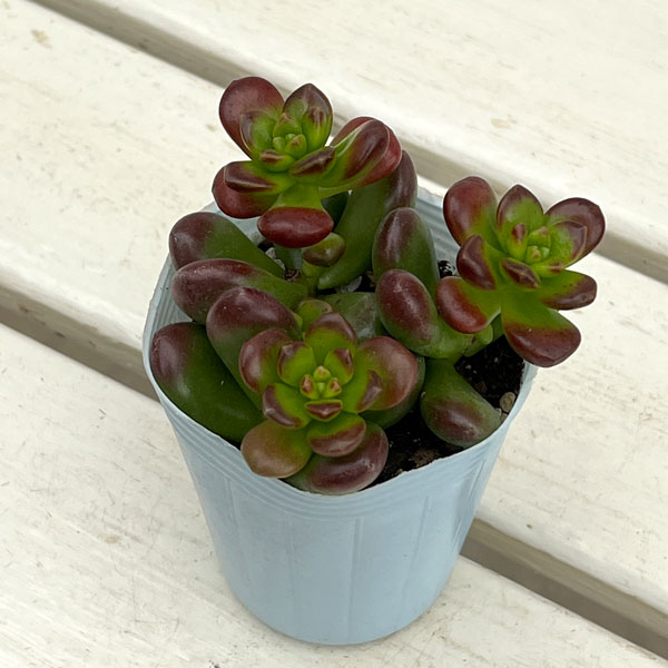 セダム：ルシダム（松の緑　まつのみどり）2.5号ポット