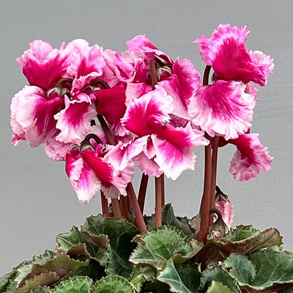 シクラメン：アバニコ（パープル）3号ポット（北海道産充実株）