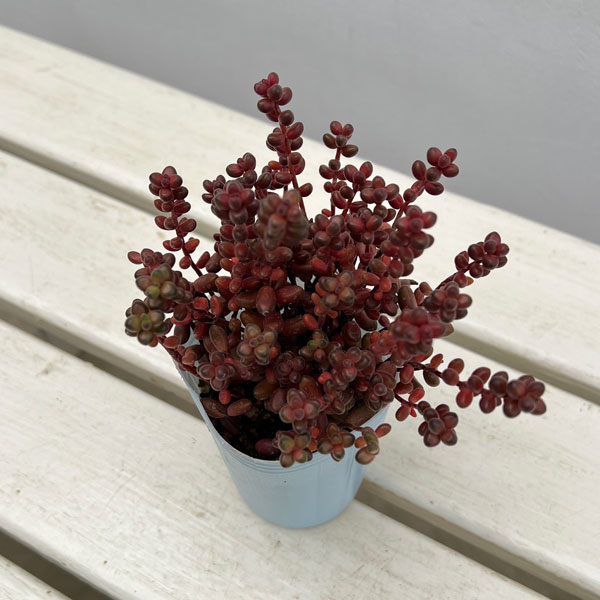 セダム：玉葉（たまば）　2.5号ポット*