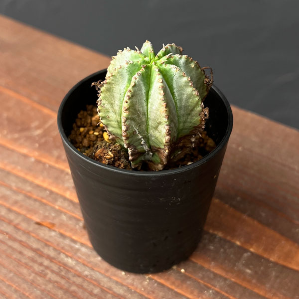 ユーフォルビア：ホリダ×バリダ 2.5号鉢植え