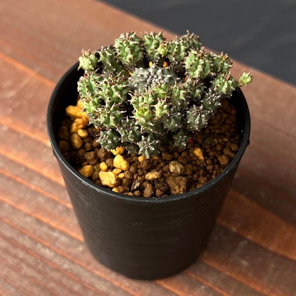 ユーフォルビア：サブマミラリス 2.5号鉢植え