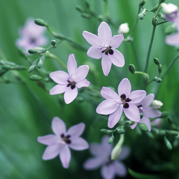 ラペイロージア　ラクサ　アズレア　ブルーオレオゲナ　2球セット