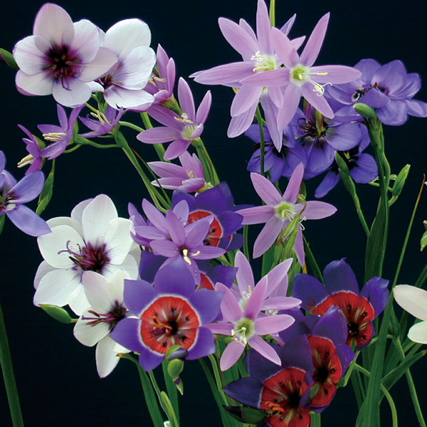 ゲイソリーザ：花色ミックス3球セット