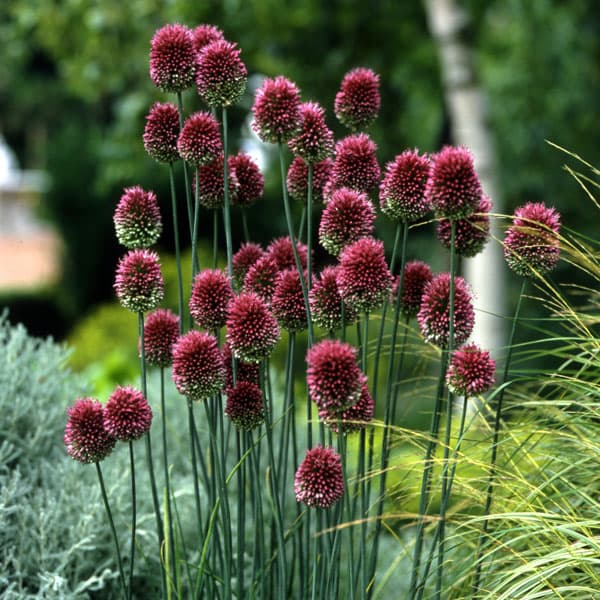 アリウム：スファロセファラム（丹頂）5球セット