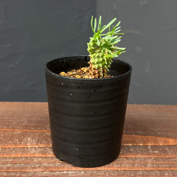 ユーフォルビア：カプトメデューサ 2.5号鉢植え