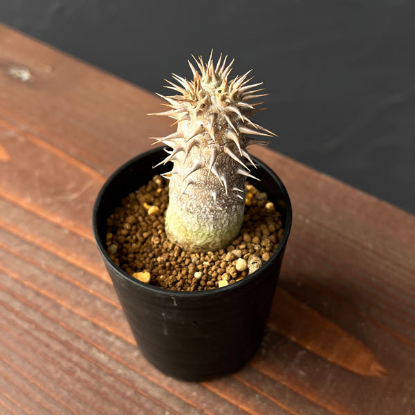 パキポディウム：デンシフローラム（実生）2.5号鉢植え