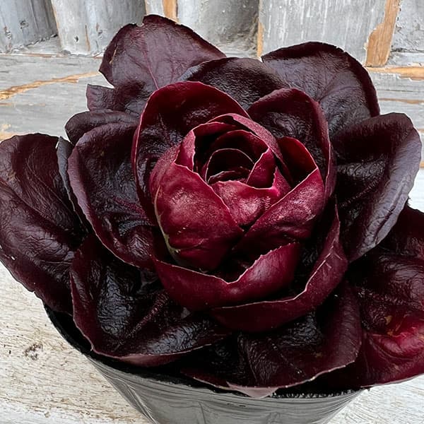 チコリ（トレビス）：キオッジャ3.5号ポット