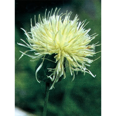 セントーレア：ルゼニカ 3.5号ポット