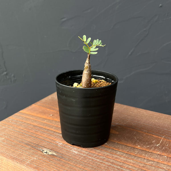 センナ：メリディオナリス（実生）2.5号鉢