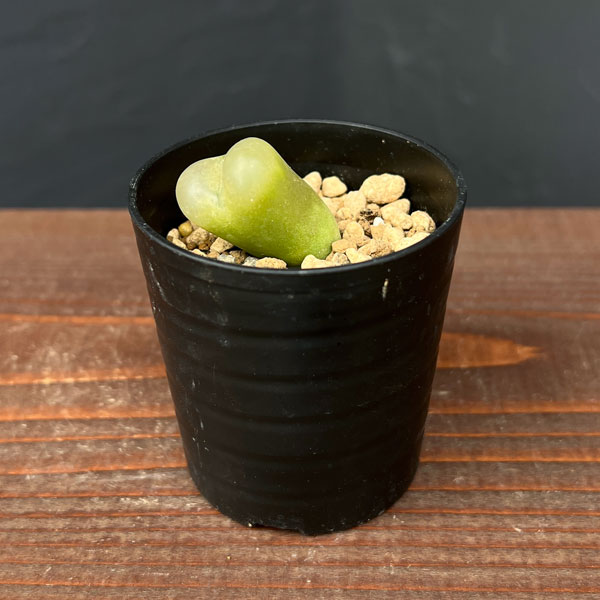 コノフィツム：マウガニー 2.5号鉢植え