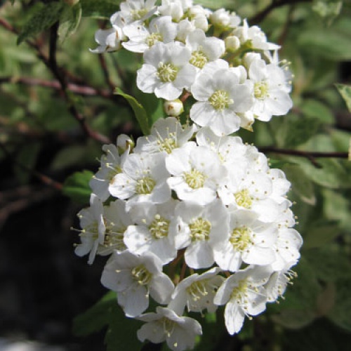 コデマリ：ブライダルリース4号ポット