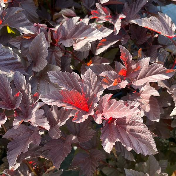 テマリシモツケ：アンバージュビリー5号ポット