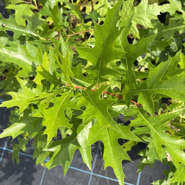 ノーザンピンオーク6号ポット