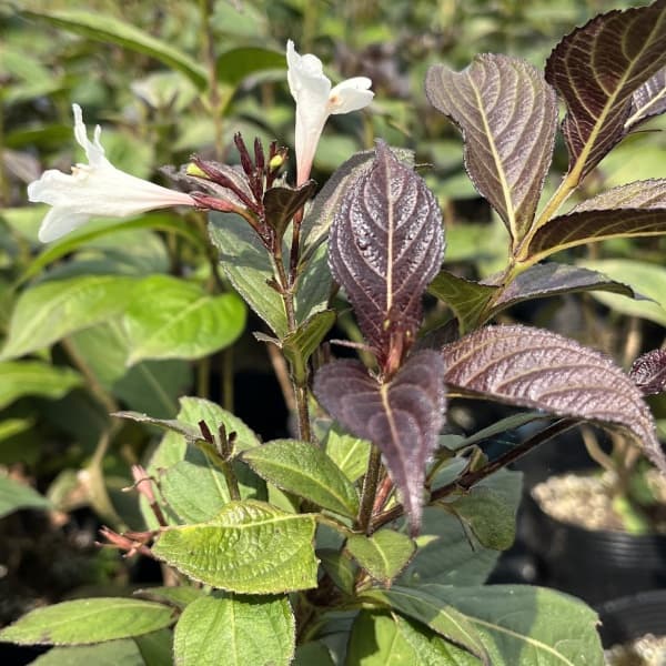 オオベニウツギ：ブラックアンドホワイト5号ポット