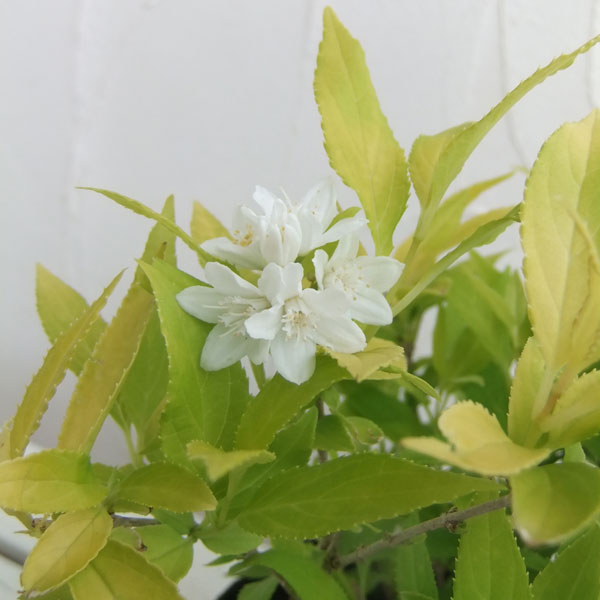 ヒメウツギ：ダンカン5号ポット