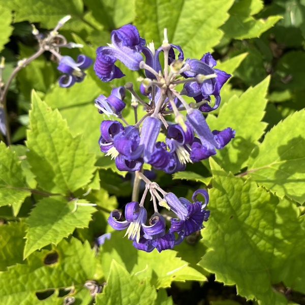 クレマチス：ニューラブ4号ポット