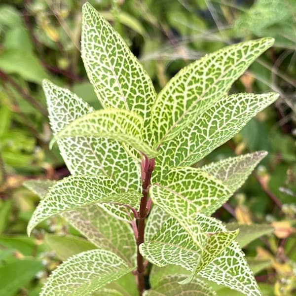 レンギョウ：クムソン3.5号ポット