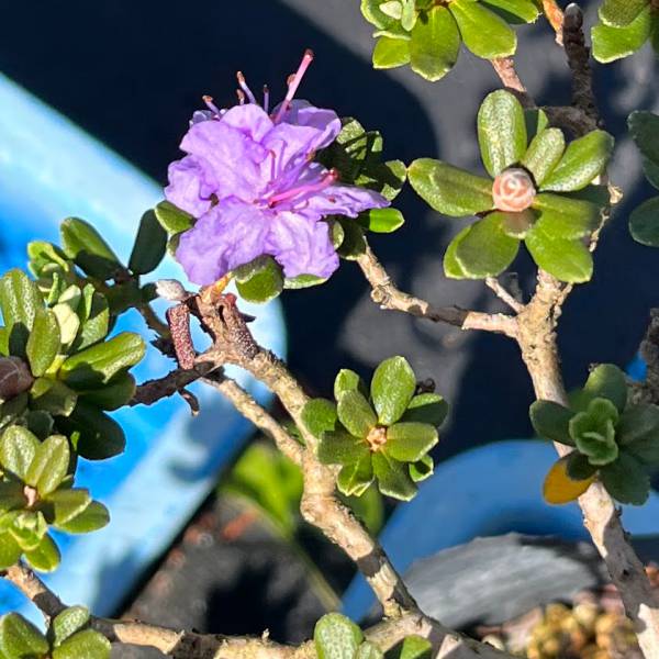 シャクナゲ：インペディタムシャクナゲ7号ポット