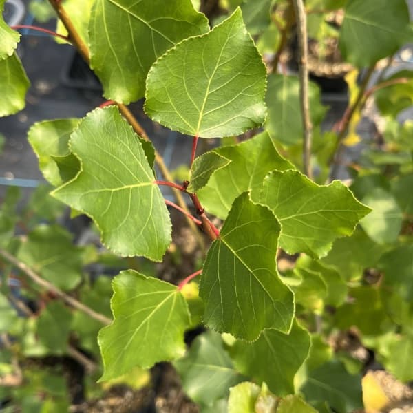 ポプラ：ニグラ4号ポット