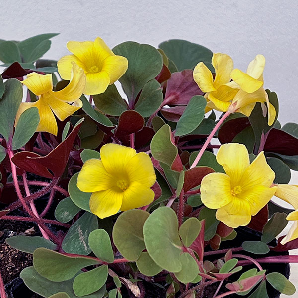 オキザリス：ペアリーフ3.5号ポット