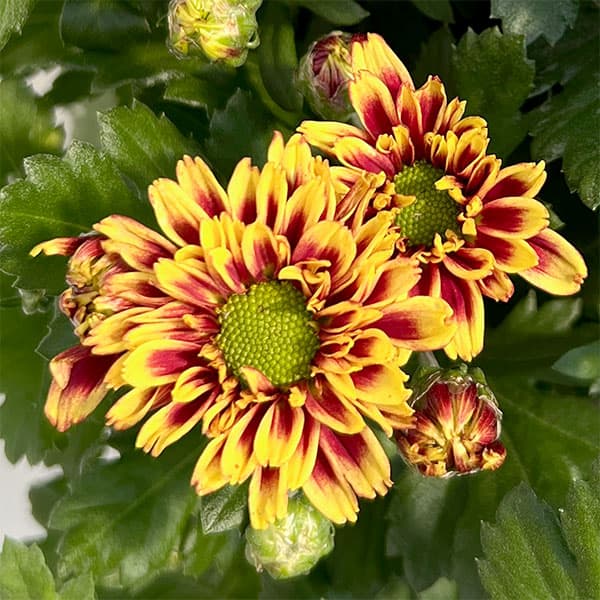 [26年4月上旬予約]キク（菊）：昴（すばる）3号ポット