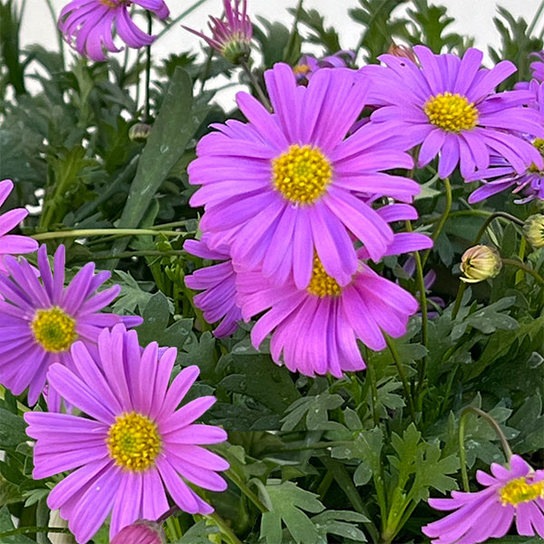 ブラキカム：フレスコ　パープル3-3.5号ポット