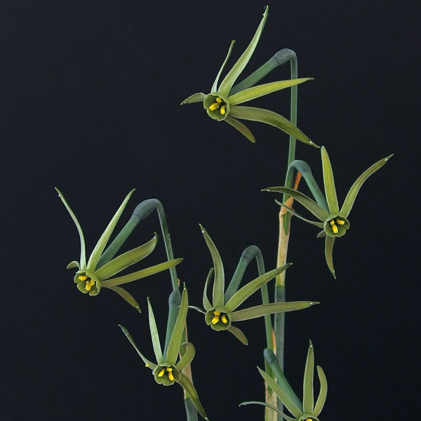 水仙：ヴィリディフロラス　3球植え