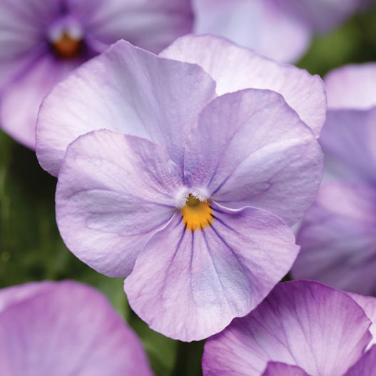 ビオラ：ソルベXP　ラベンダーピンク3-3.5号ポット 4株セット