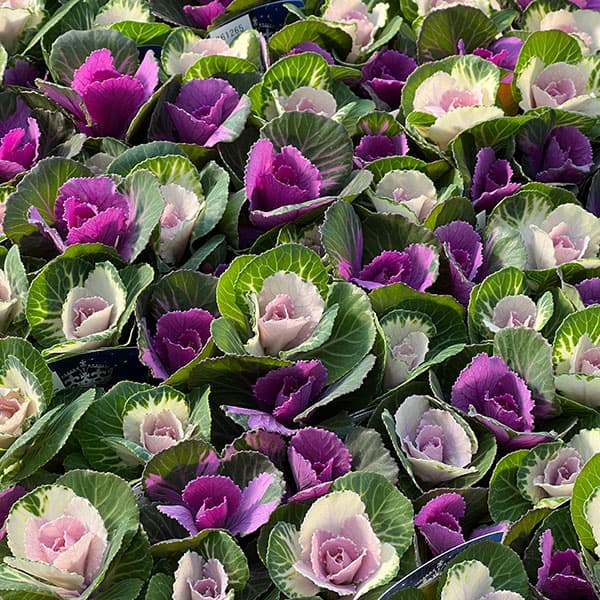 ハボタン（葉牡丹）：プラチナケール  クリスタル デュエット寄せ植え3号ポット