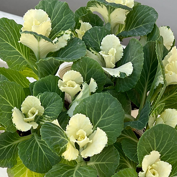 ハボタン：ピュアノエル・ブーケ3号ポット