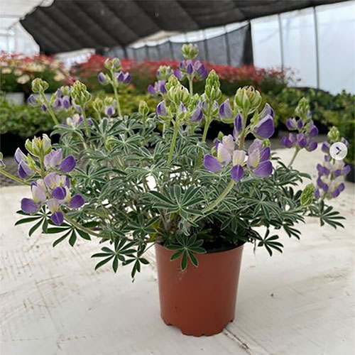 ルピナス シルバーフリース2.5号ポット