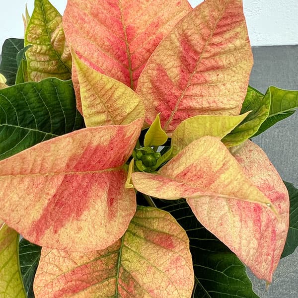 ポインセチア：ピーチ3号ポット