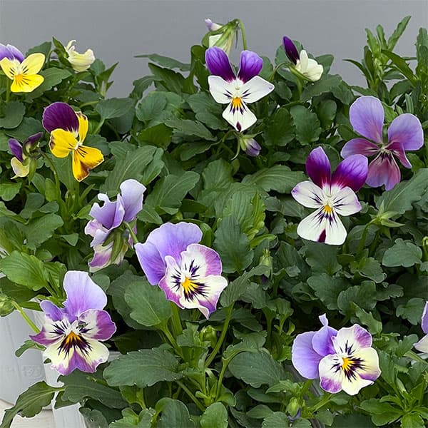 ビオラ：アピスグレイス3号ロングポット 12株セット