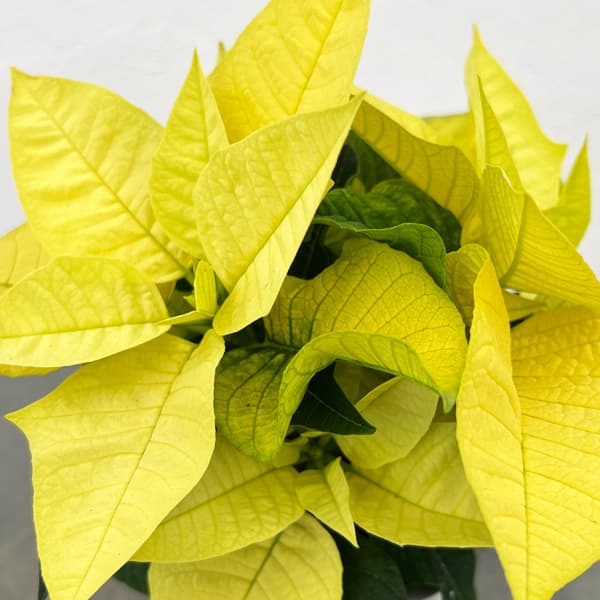 ポインセチア：イエロー系3号ポット