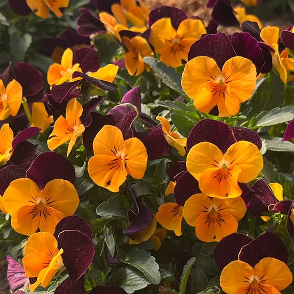 ビオラ：ももか　ほおずき3-3.5号ポット 12株セット