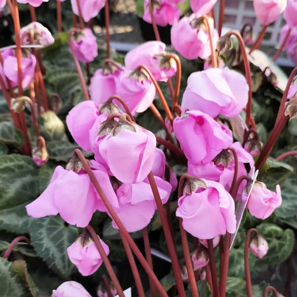 シクラメン：ウィンターベル・ピンク3号ポット