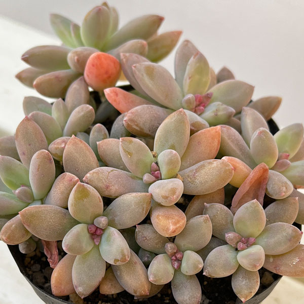 グラプトペタルム：秋麗（しゅうれい）3.5号ポット