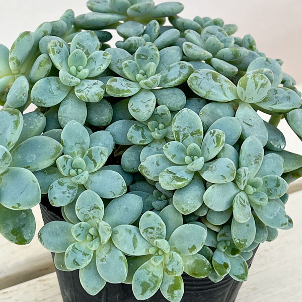 セダム：オーロラブルー 3.5号ポット