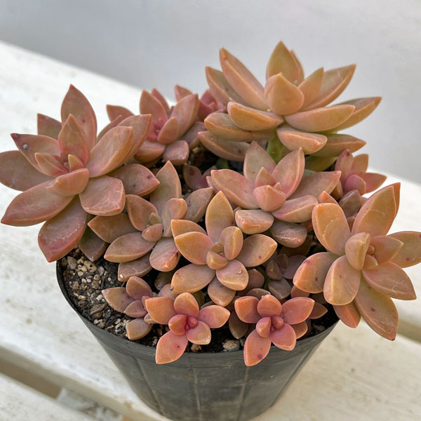 グラプトセダム：カリフォルニアサンセット 3.5号ポット