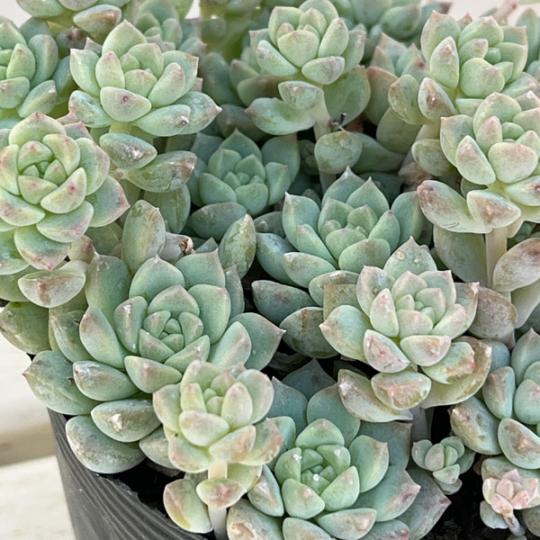 エケベリア：プロリフィカ 3.5号ポット