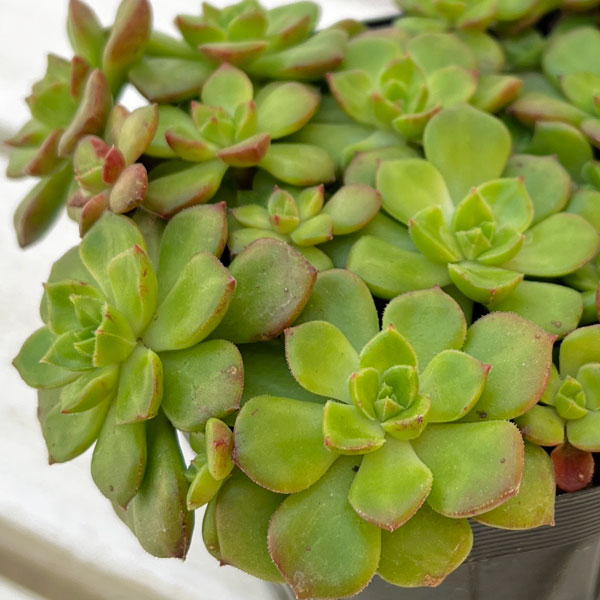 セデベリア：レディジア 3.5号ポット