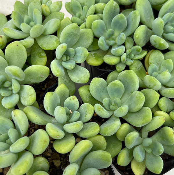 セダム：クラバツム（クラバツム）3.5号ポット